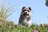 AKITA AMERICAIN 030